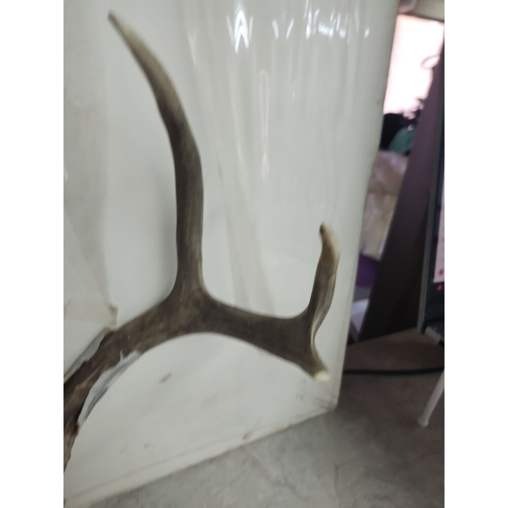Deer Rack antler Pair With Skull Cap 6 Point - Picture 3 of 9